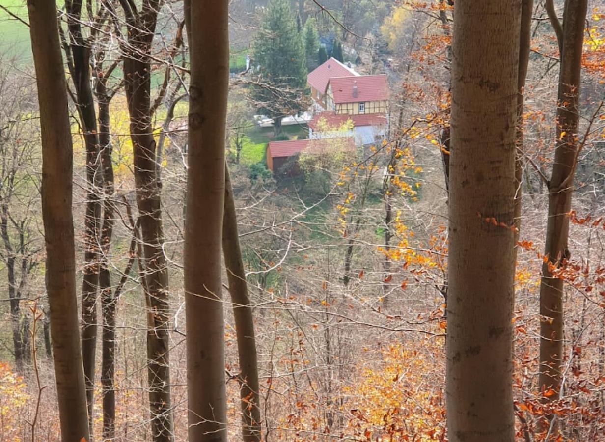 Ferien Langer Grund Mitten Im Wald Bad Pyrmont Exterior photo